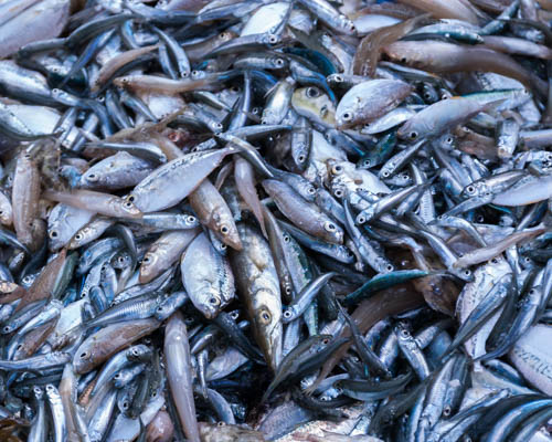 Reisfeld in der Provinz Yen Bai